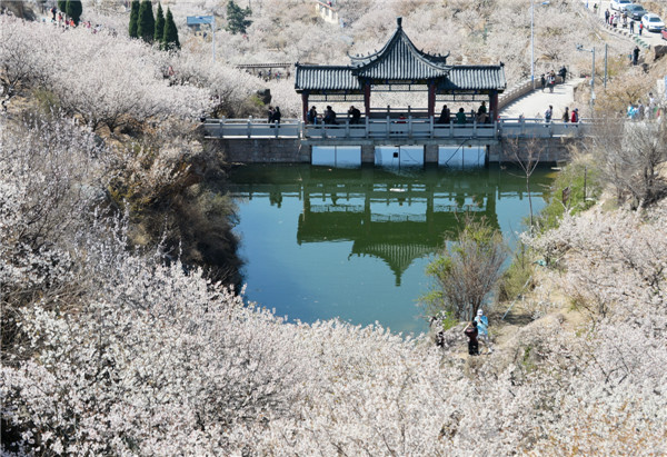 開往春天的地鐵 櫻桃花盛開，北宅大嶗櫻桃谷風(fēng)景正美（組圖）