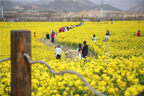 賞油菜花、游電影博物館 青島西海岸新區(qū)“電影之旅”3月開啟